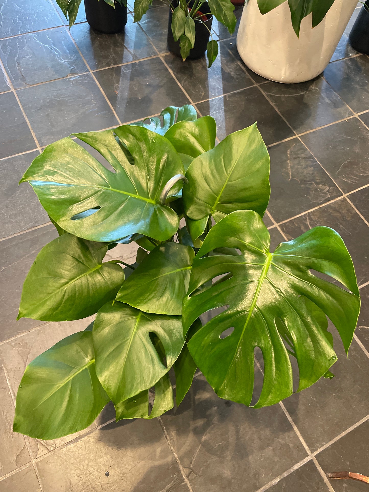 Monstera Deliciosa