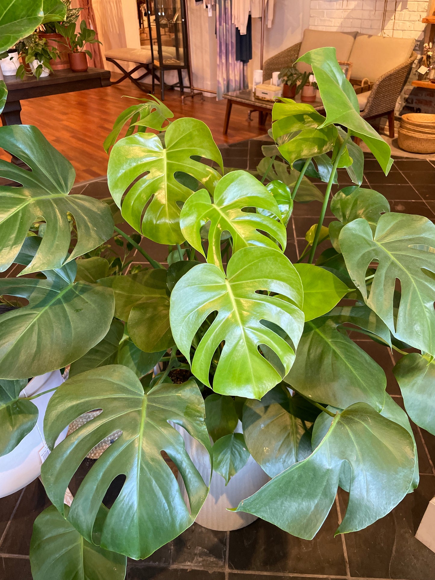 Monstera Deliciosa