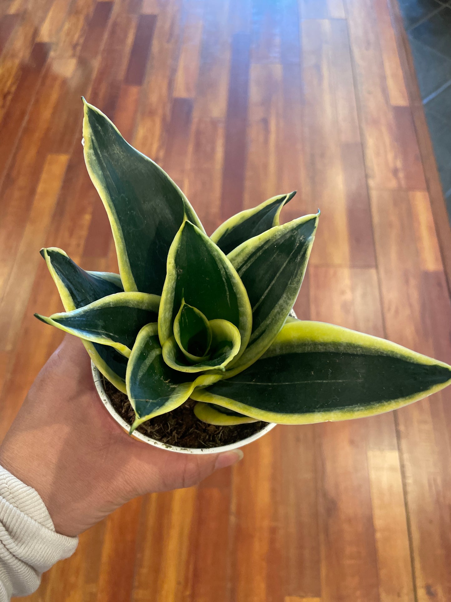 Sansevieria Hahnii Assorted