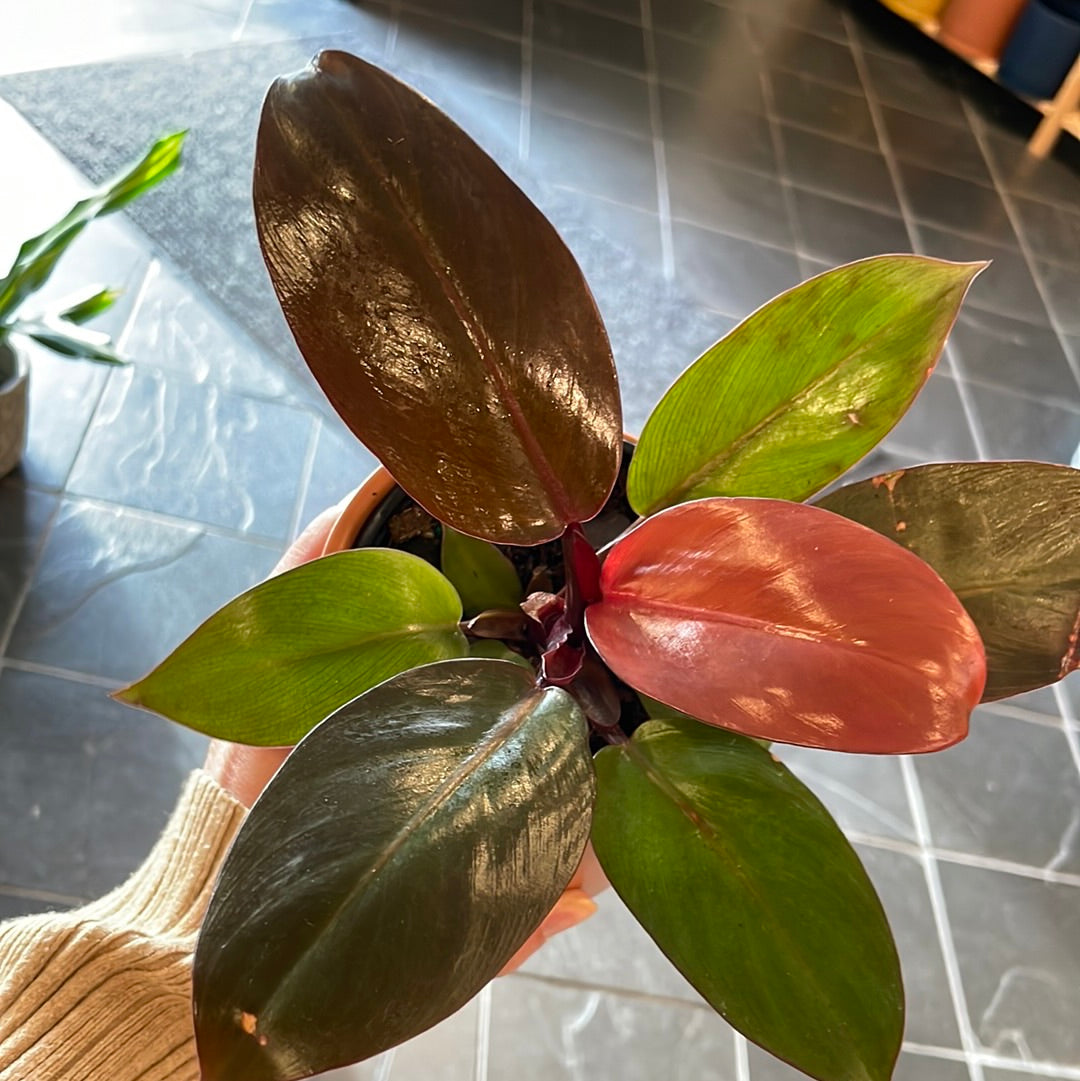 Philodendron Red Cherry