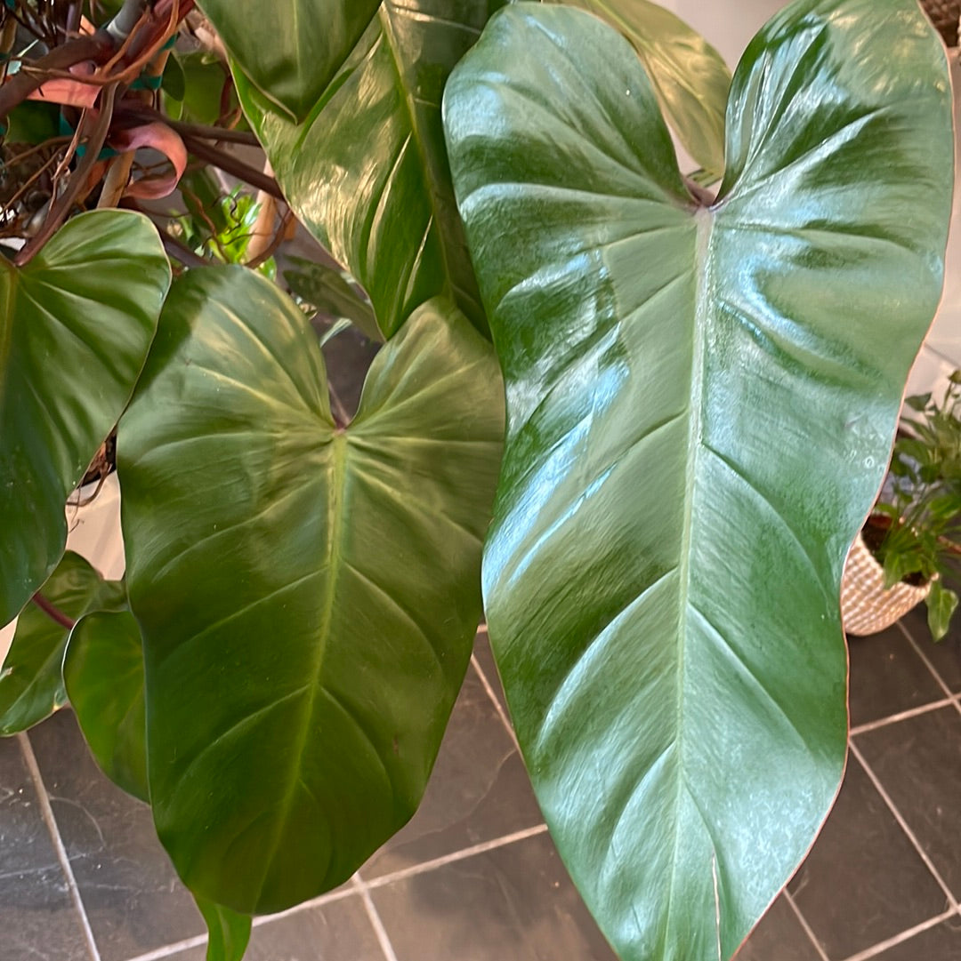 Philodendron Red Emerald