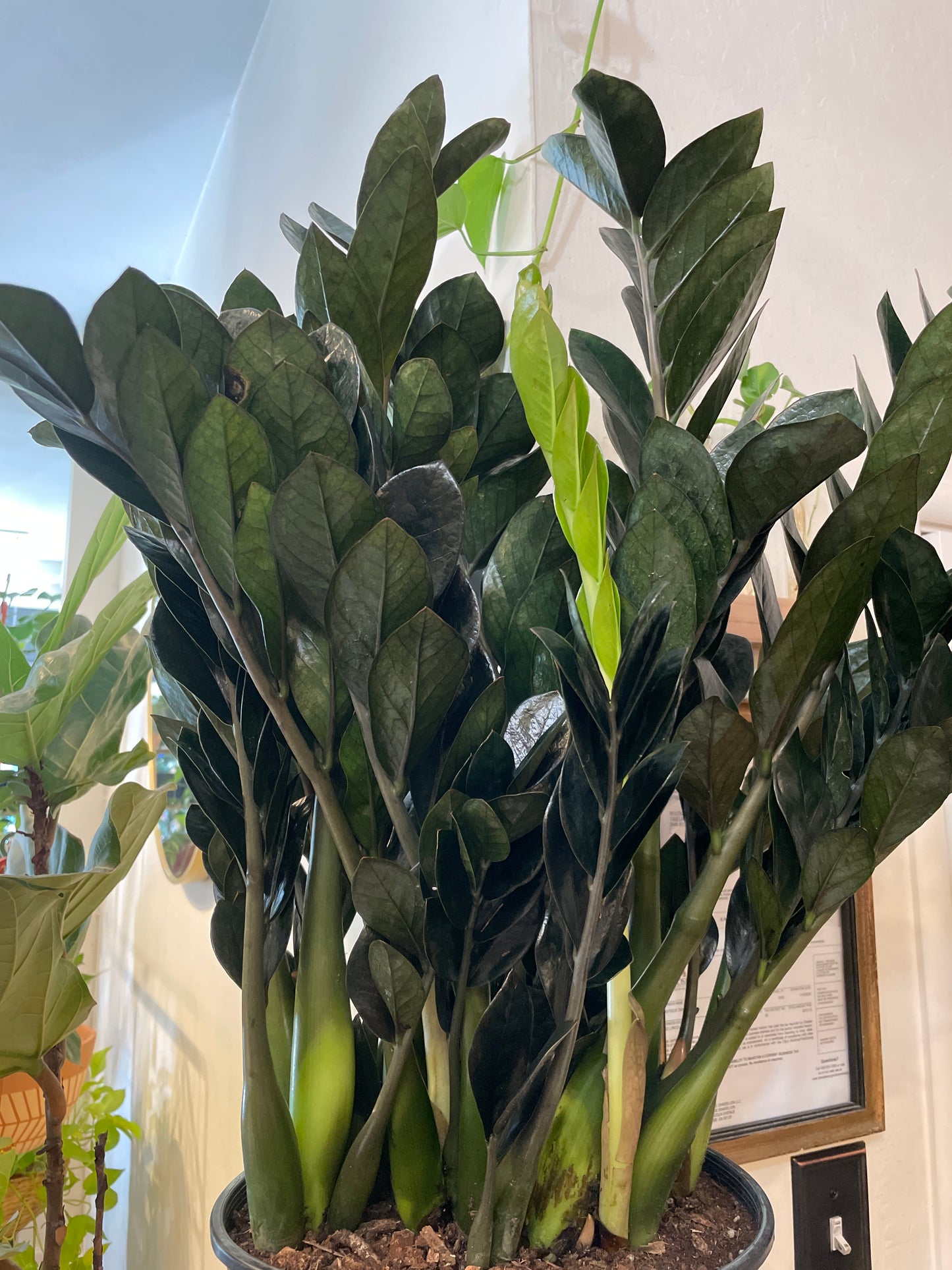 Zamioculcas Zamiifolia Oscura