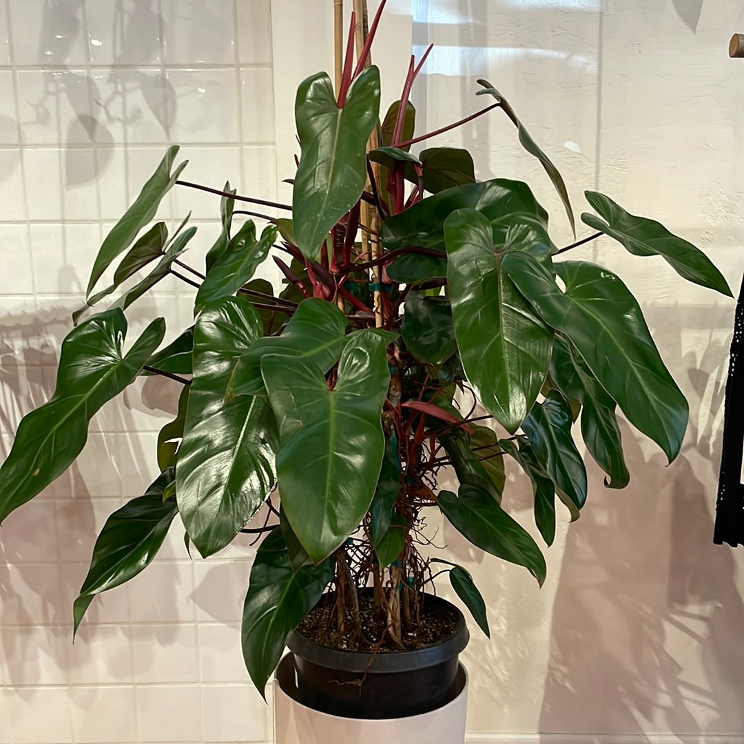 Philodendron Red Emerald