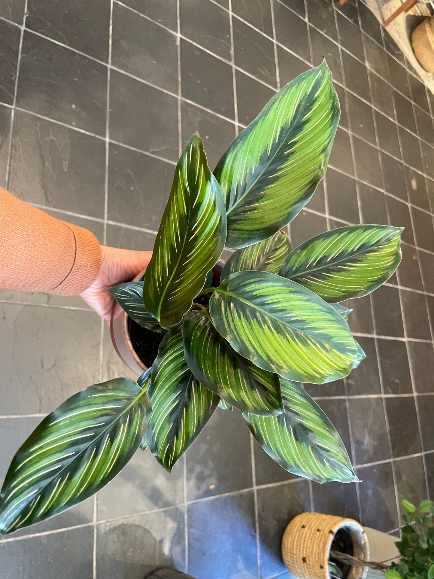 Calathea Beauty Star