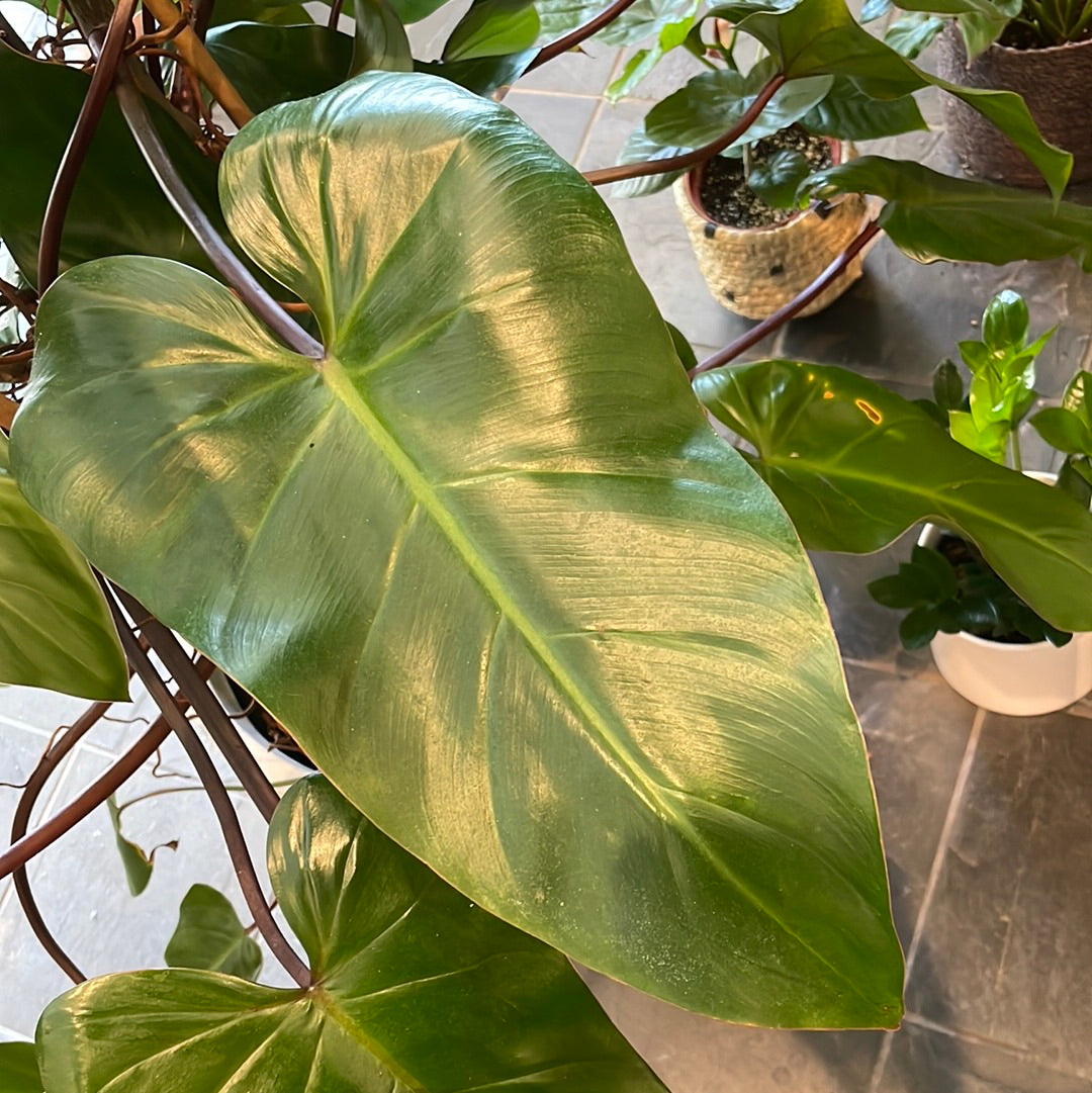 Philodendron Red Emerald