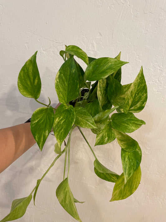 Pothos Neon Queen