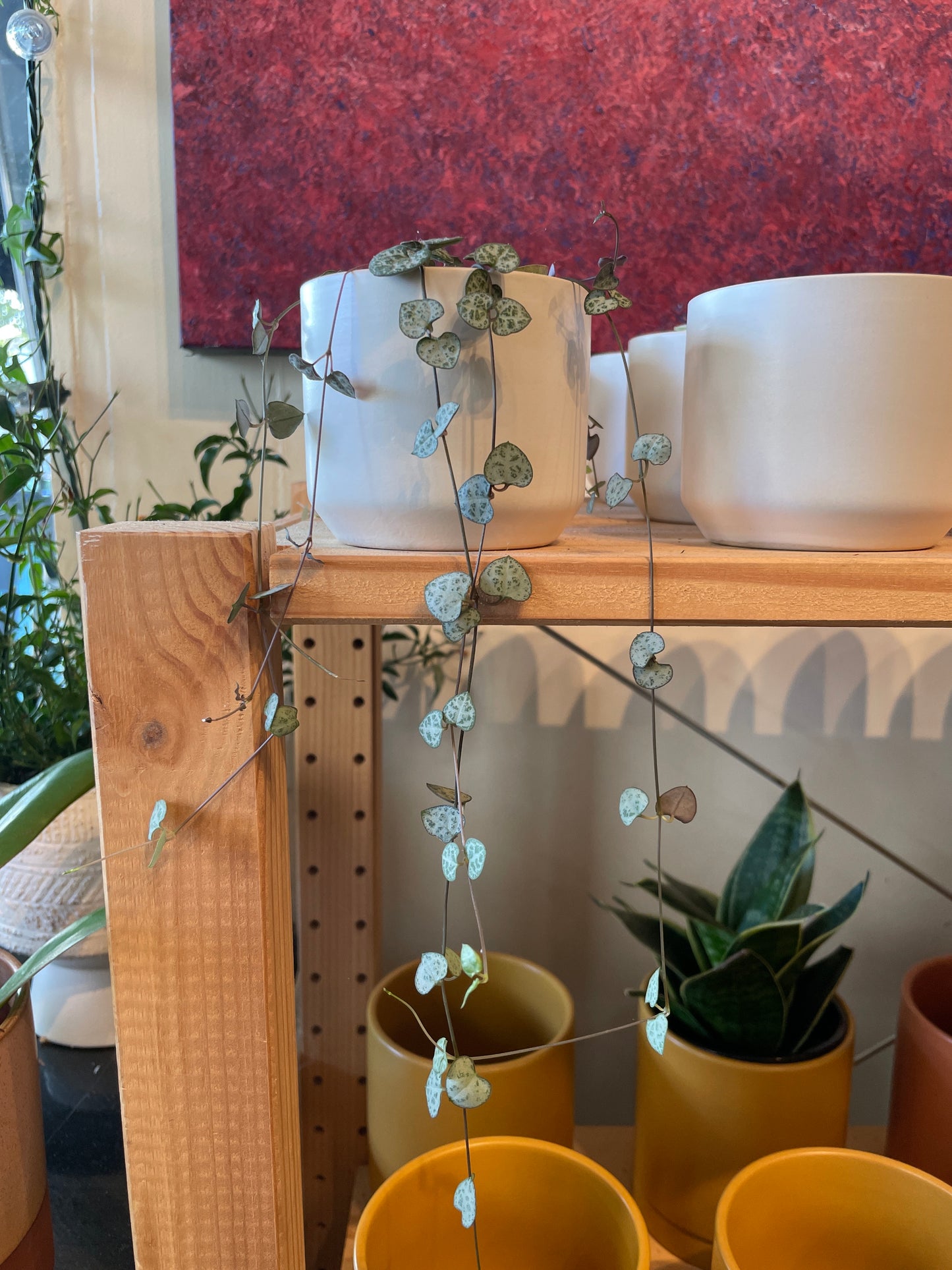 Ceropegia Woodii (String of Hearts)