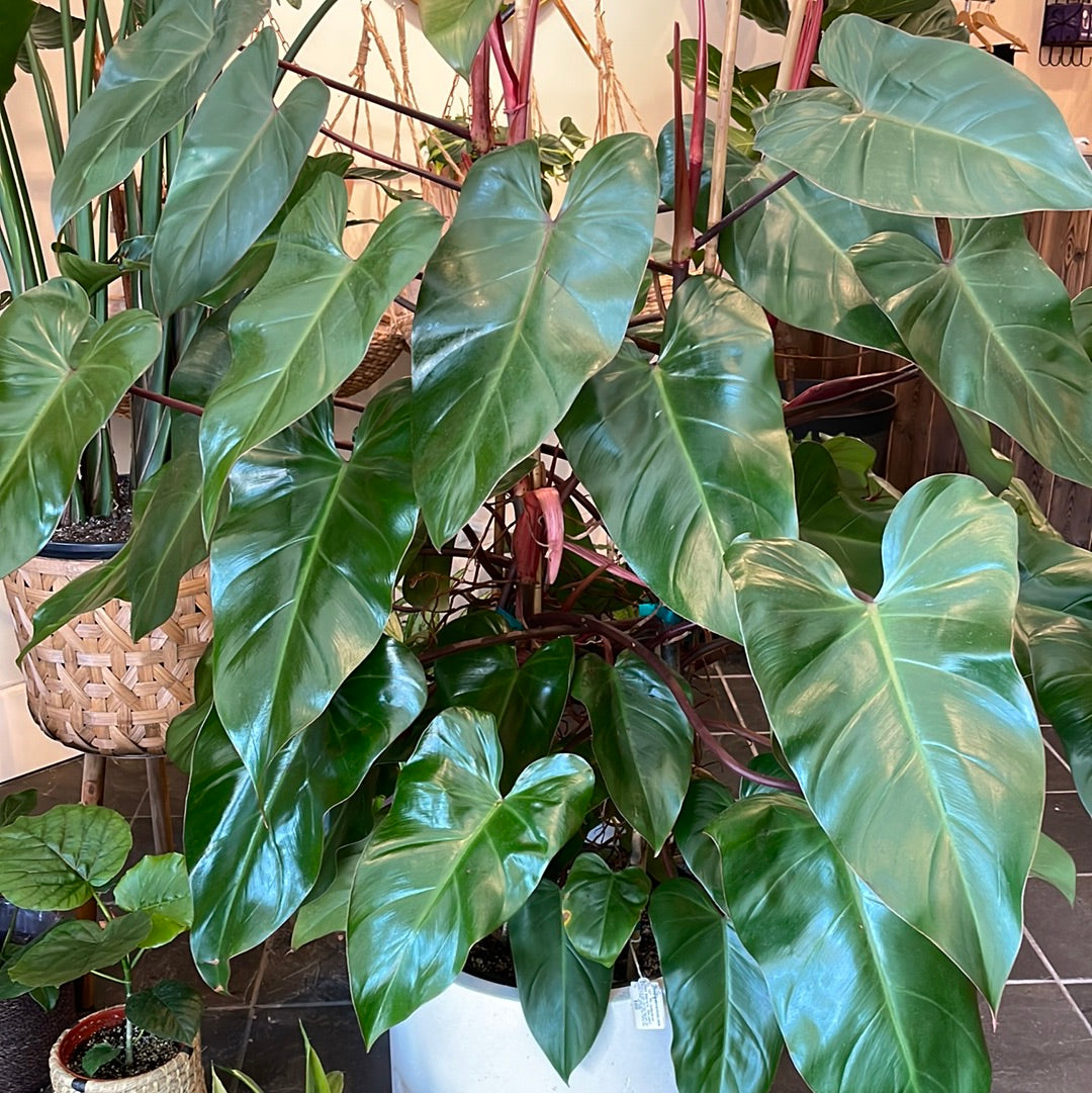 Philodendron Red Emerald