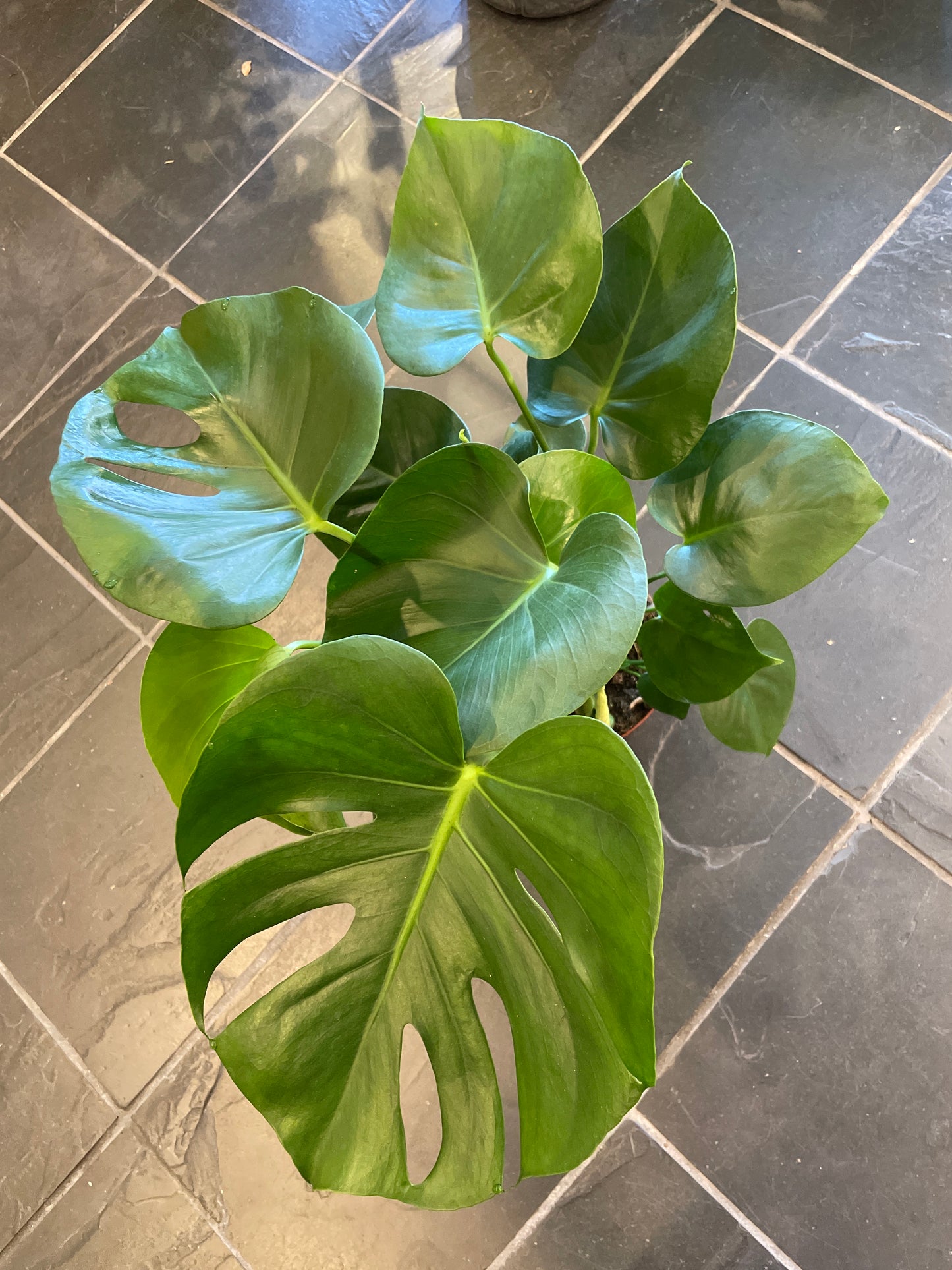 Monstera Deliciosa