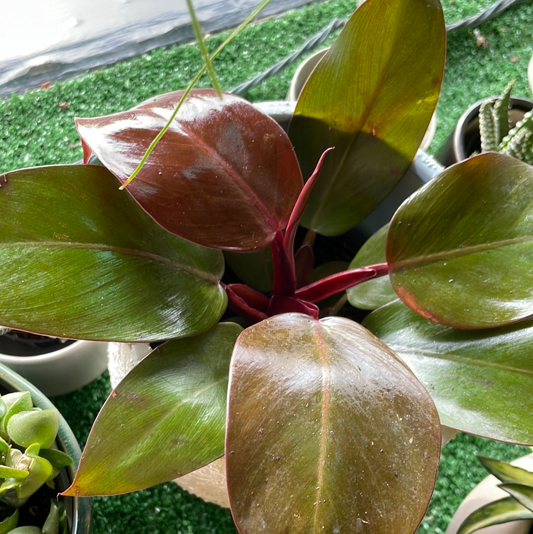 Philodendron Red Cherry