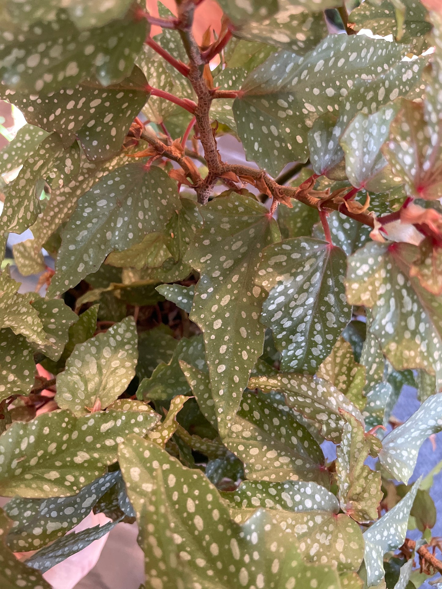 Begonia Angel Wing