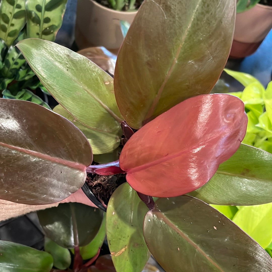 Philodendron Red Cherry