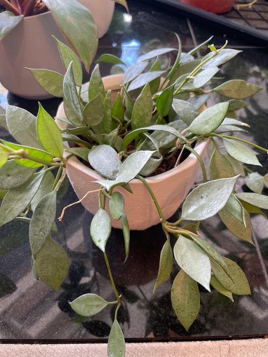 Hoya Lancunosa Mint (Silver Mint Coin)