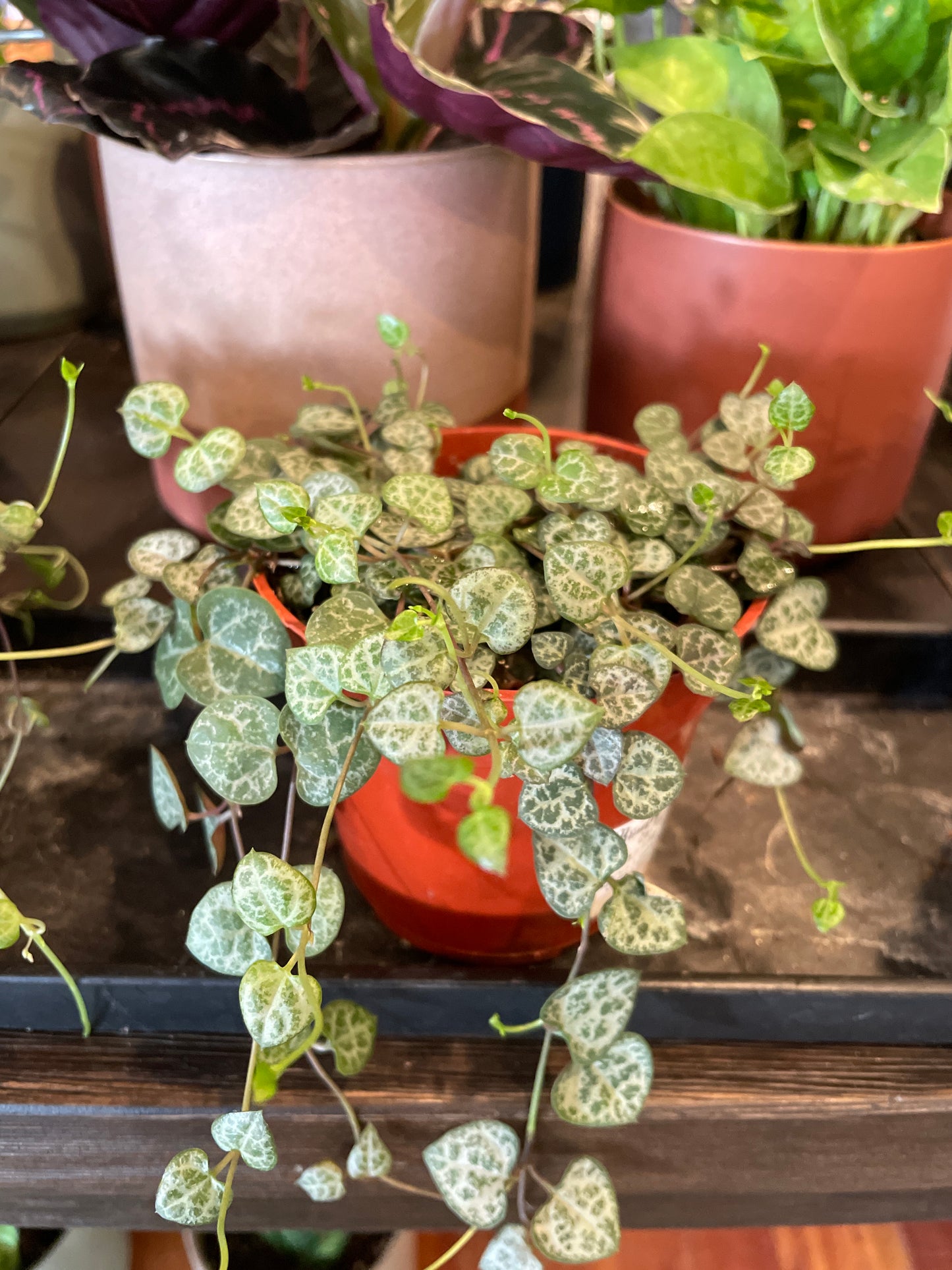 Ceropegia Woodii (String of Hearts)