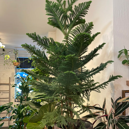 Norfolk Pine