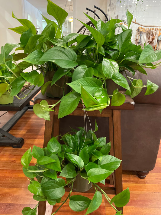 Pothos Jade