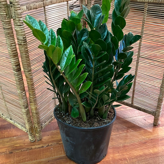 Zamioculcas Zamiifolia (ZZ Plant)