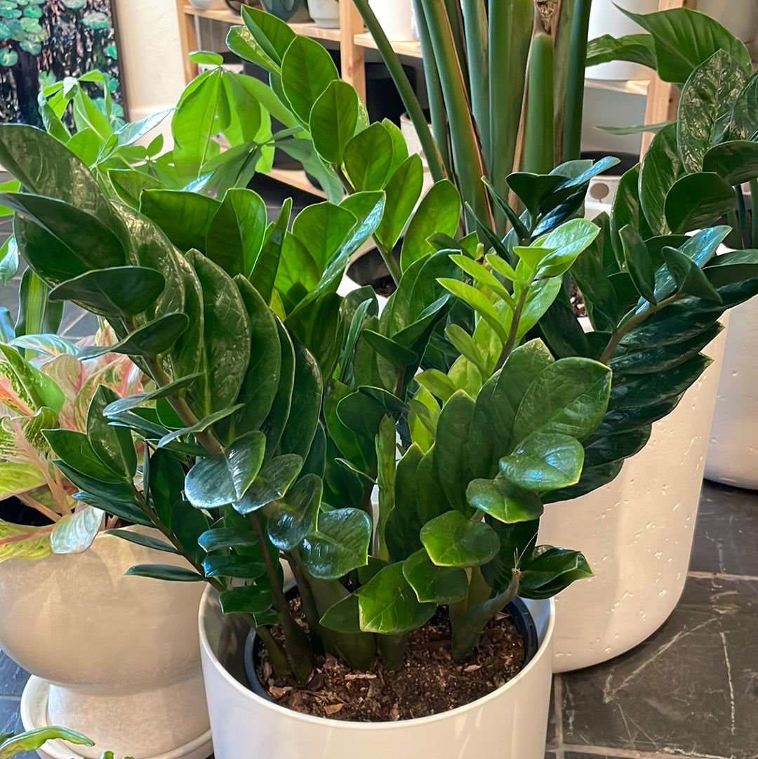 Zamioculcas Zamiifolia (ZZ Plant)