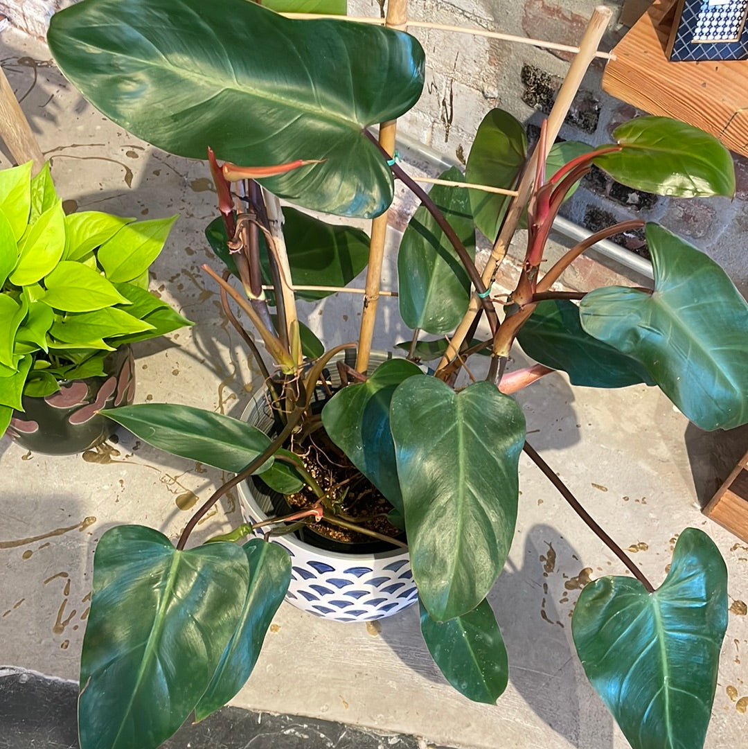 Philodendron Red Emerald