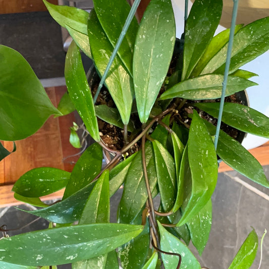 Hoya Pubicalyx