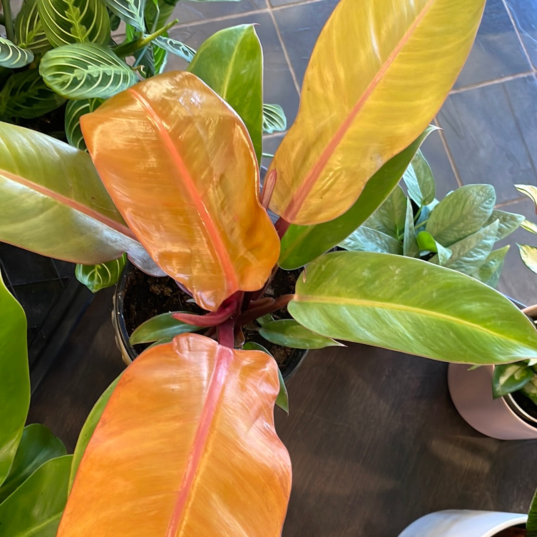 Philodendron Prince of Orange