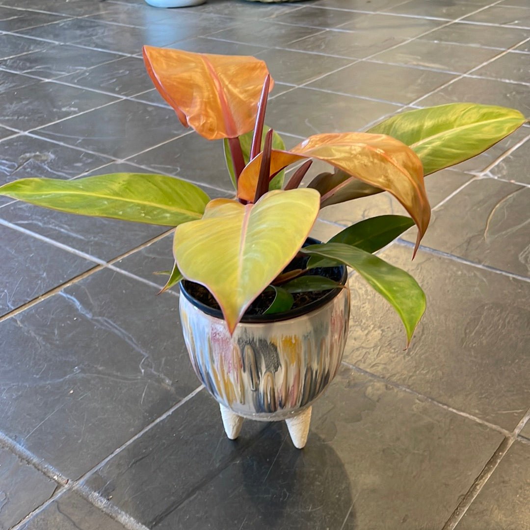 Philodendron Prince of Orange