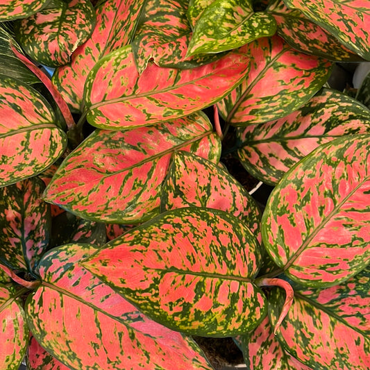 Aglaonema Lady Valentine