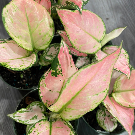 Aglaonema Hybrid Pink