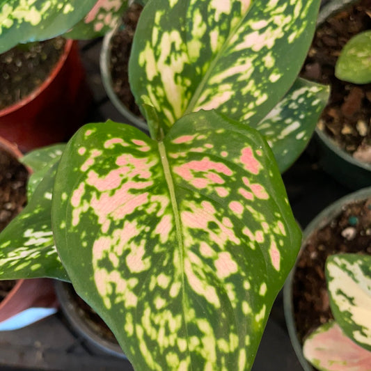 Aglaonema Hybrid